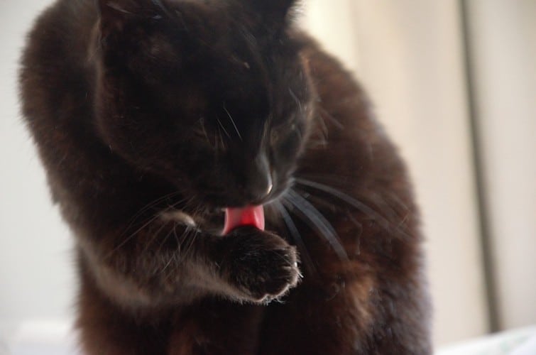 Is it Safe for Cats to Drink Coffee