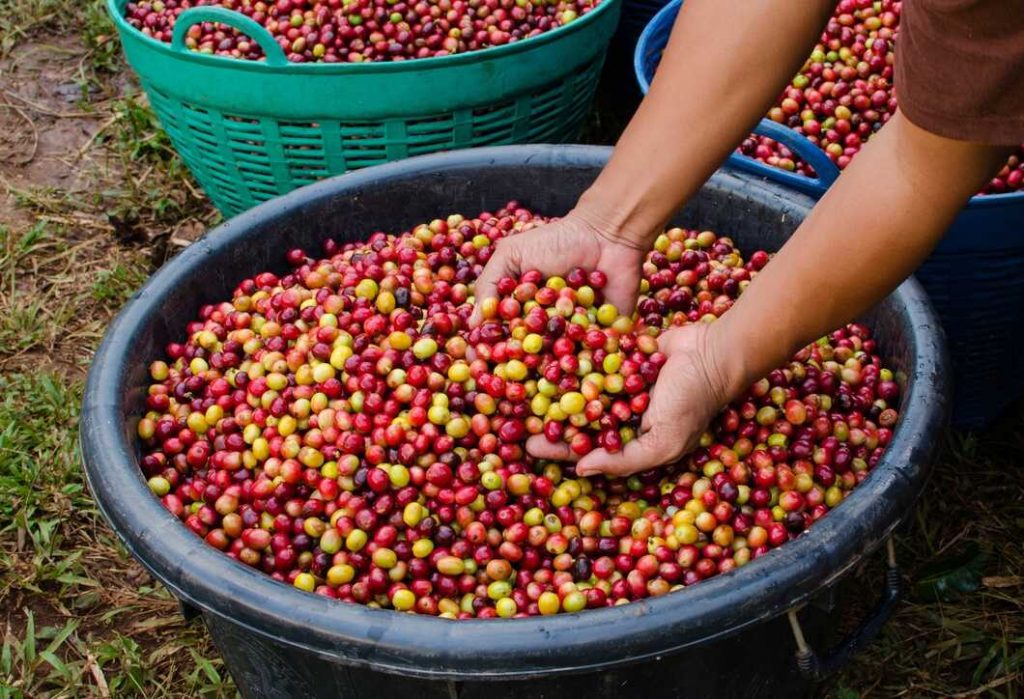 Fresh coffee beans in a basket with someone picking them up 
