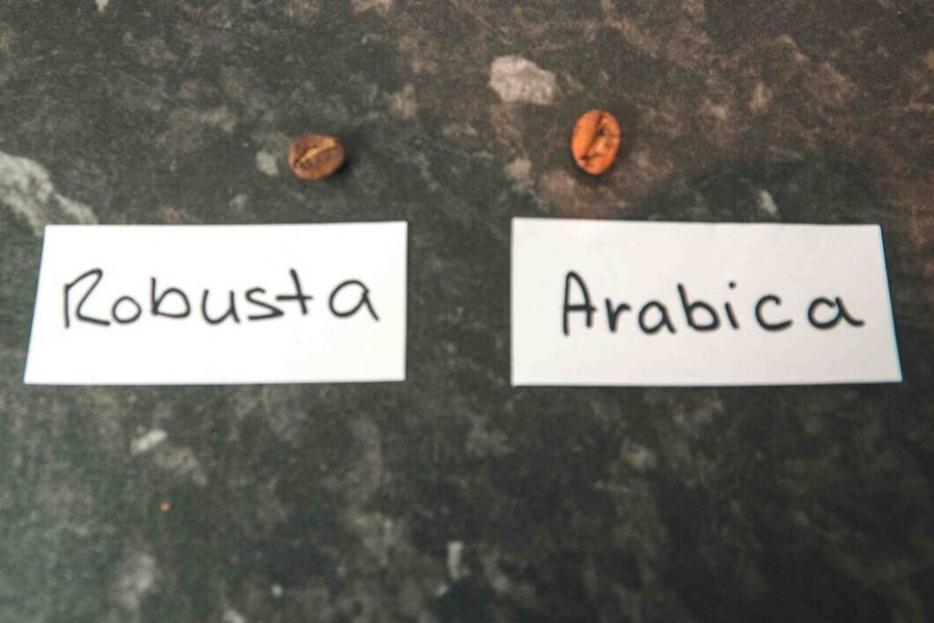 shape of robusta and arabica beans