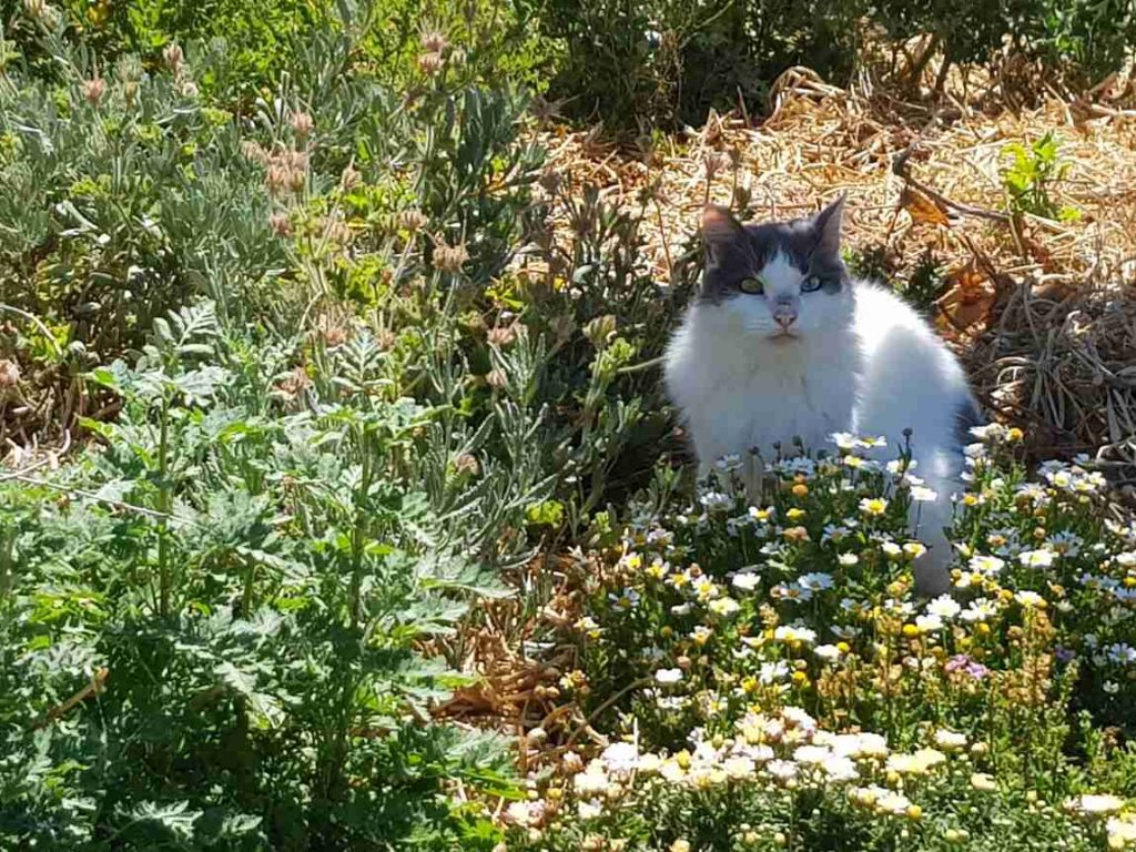 Cat in the weeds