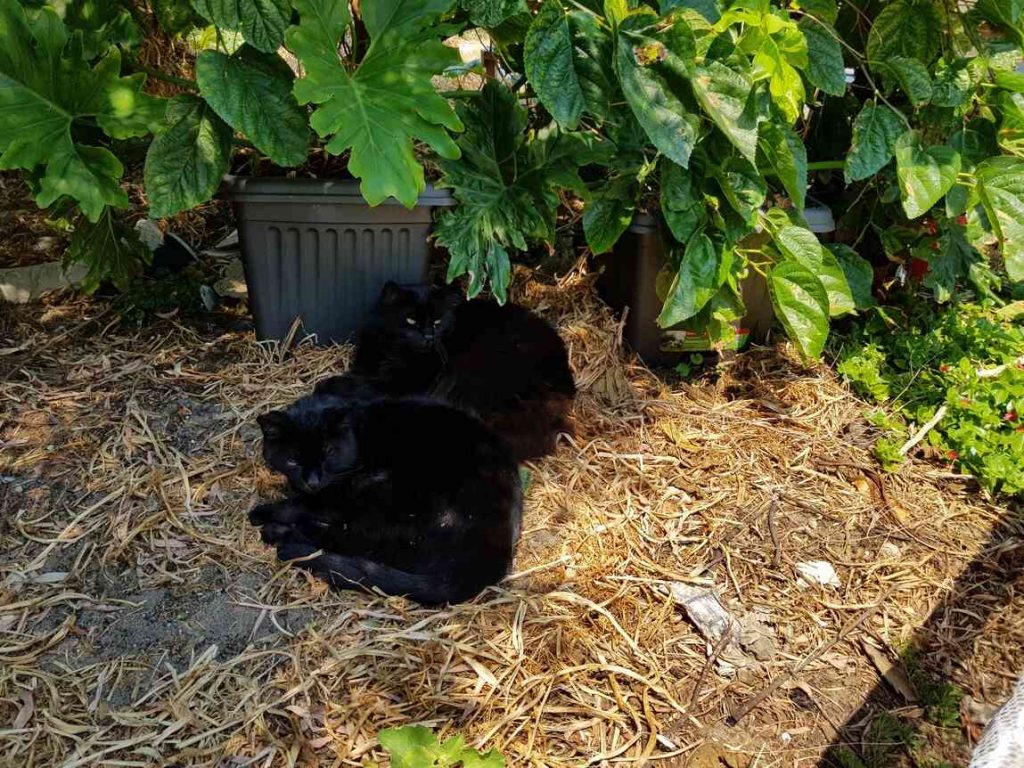 Two cats sleeping in the garden