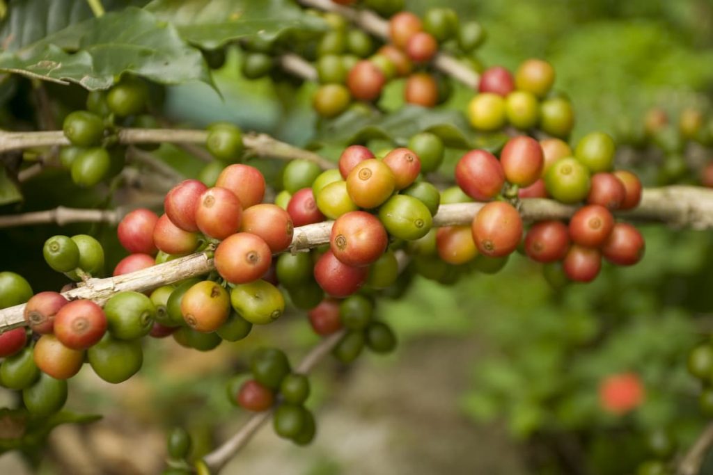 Coffee beans in Mexico (Chiapas)